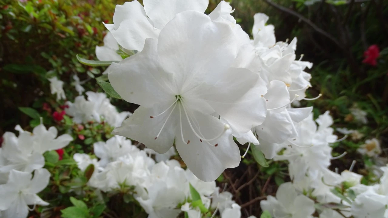 'Niagara'